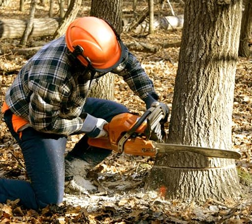 Tree Removal in Camden, MI